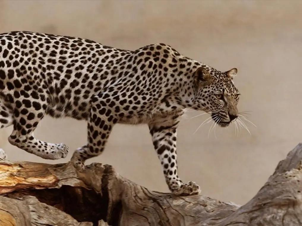 ما تفسير رؤية النمر في المنام للعصيمي؟