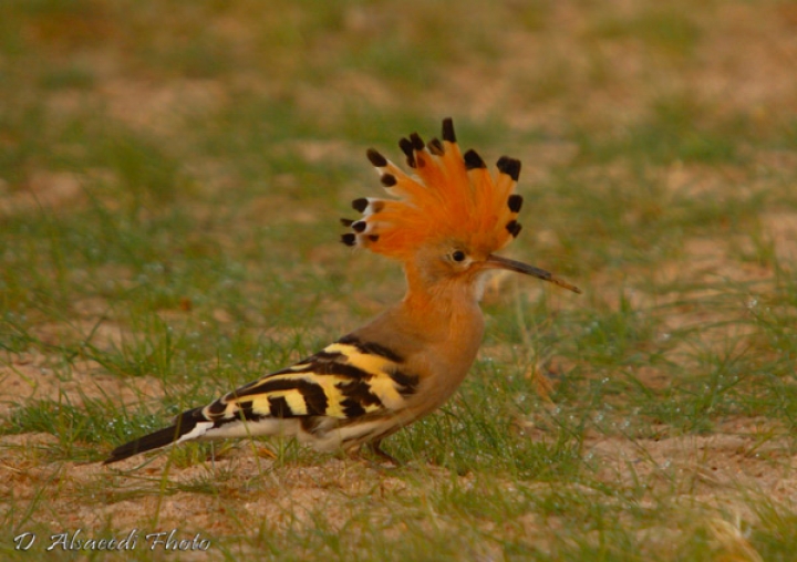 الهدهد في المنام للعزباء