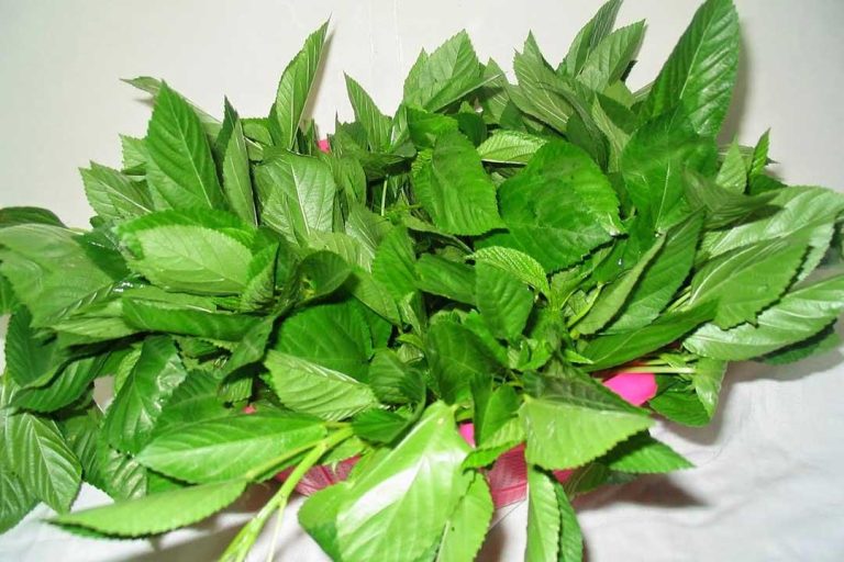 الملوخية في المنام للعزباء