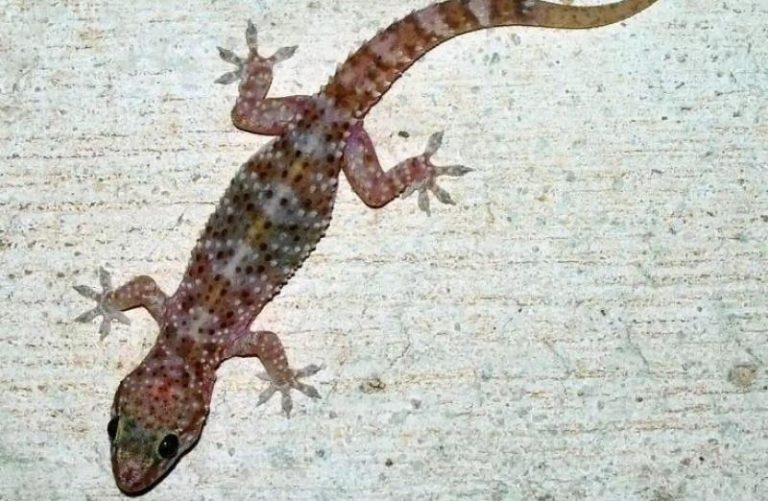 الوزغ فى الحلم