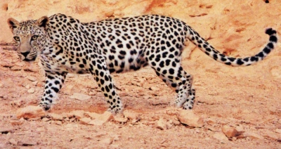 النمر في المنام تفسير الامام الصادق