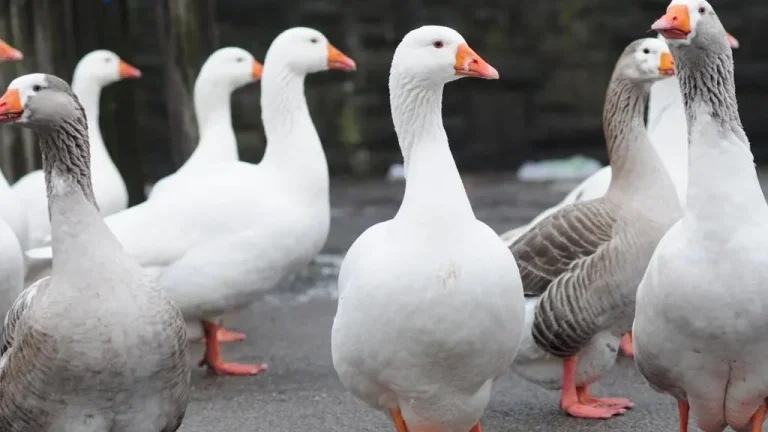 الوز فى المنام