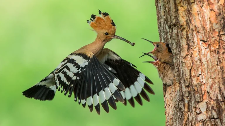 الهدهد فى المنام