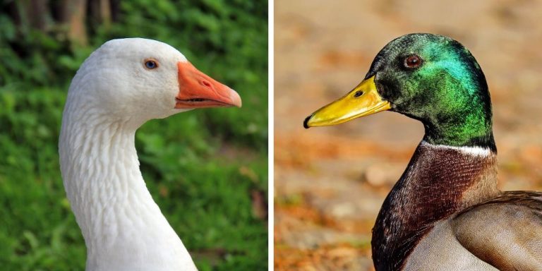 الوز والبط في المنام