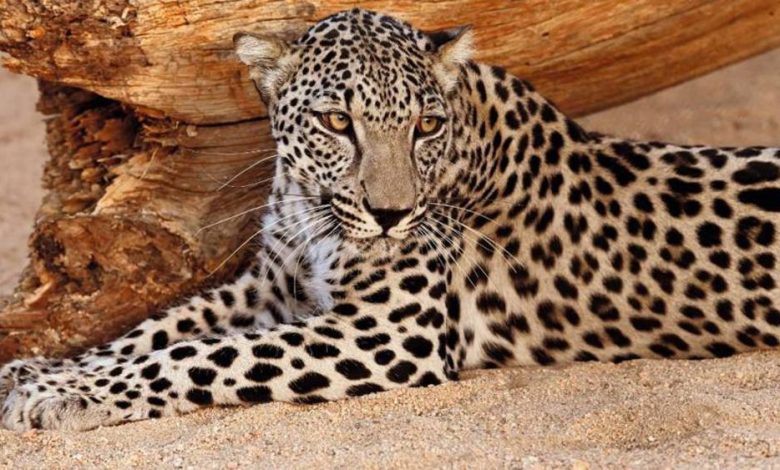 النمر فى المنام