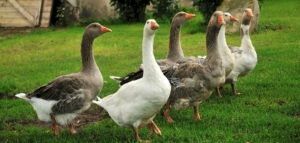 الوز في المنام للمتزوجة