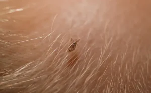 القمل في المنام