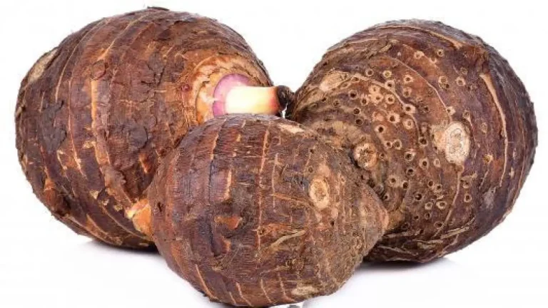 القلقاس في الحلم