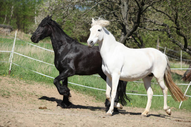 ألوان الخيل في المنام