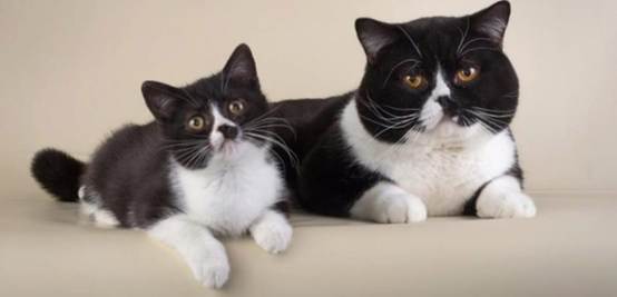 قط ابيض وأسود في المنام