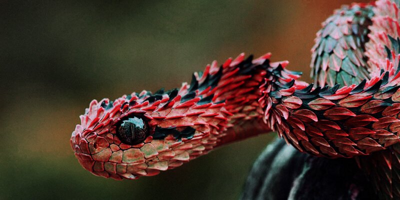 الوان الثعبان في المنام